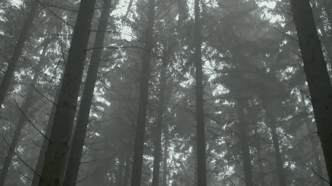 Misty woods