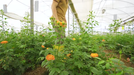 Young-florist-walking-in-the-rose-greenhouse.