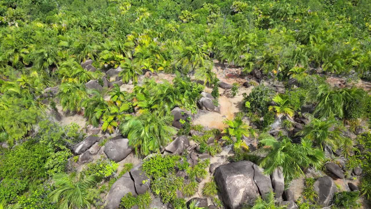green tropical rainforest palm tree vegetation in La Digue Island, Seychelles archipelago aerial footage