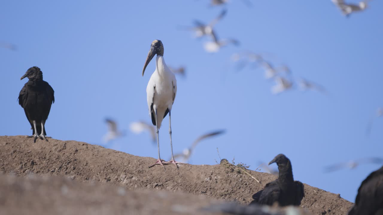 Wood stork and vultures standing on mound