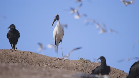 wood stork and vultures standing on mound