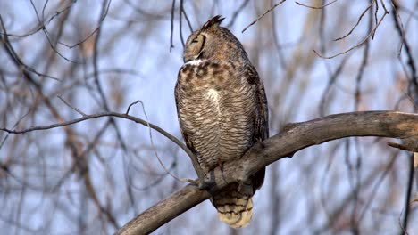 closeup view of great horned owl perching on a branch and sleeping