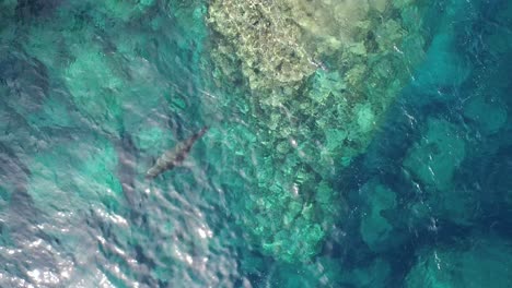 toma cenital aerea de un lobo marino nadando en &quot;la lobera&quot; en la isla partida, baja california sur