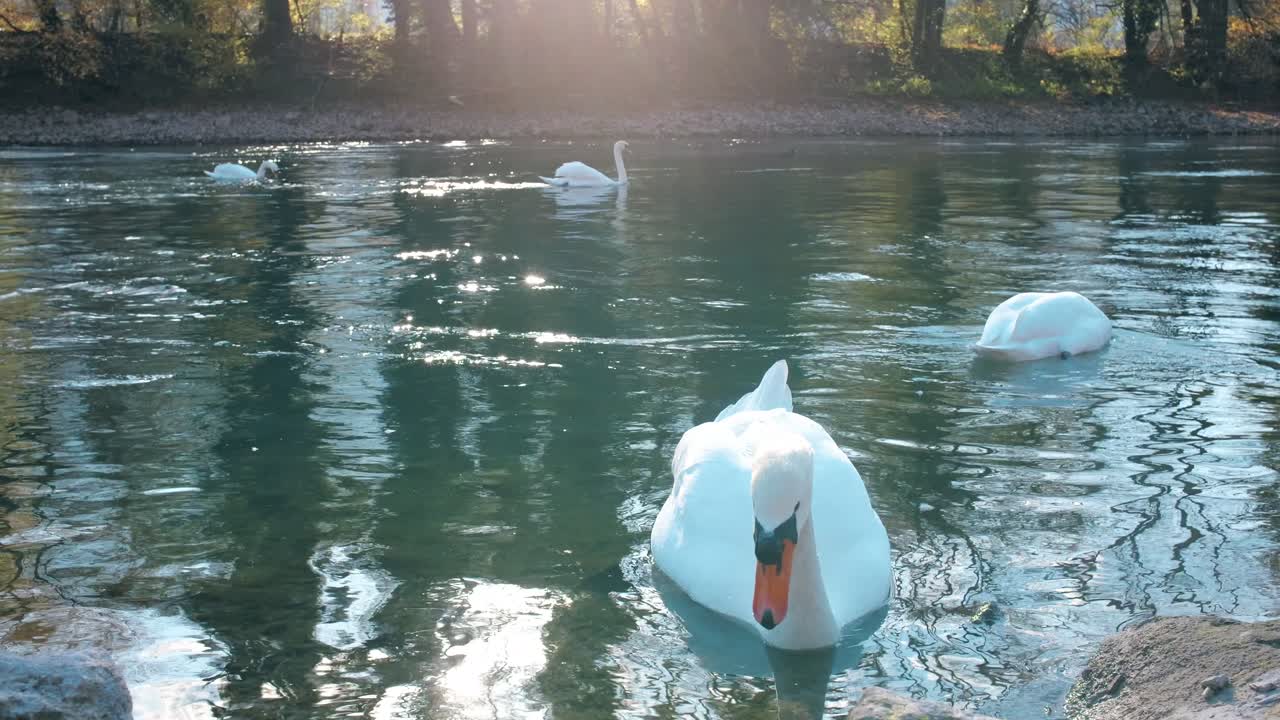 primer plano de dos patos blancos flotando en las aguas tranquilas del lago walensee, walenstadt, suiza.