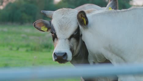 Close-up-of-two-cows-with-heads-close,-cuddling-one-another