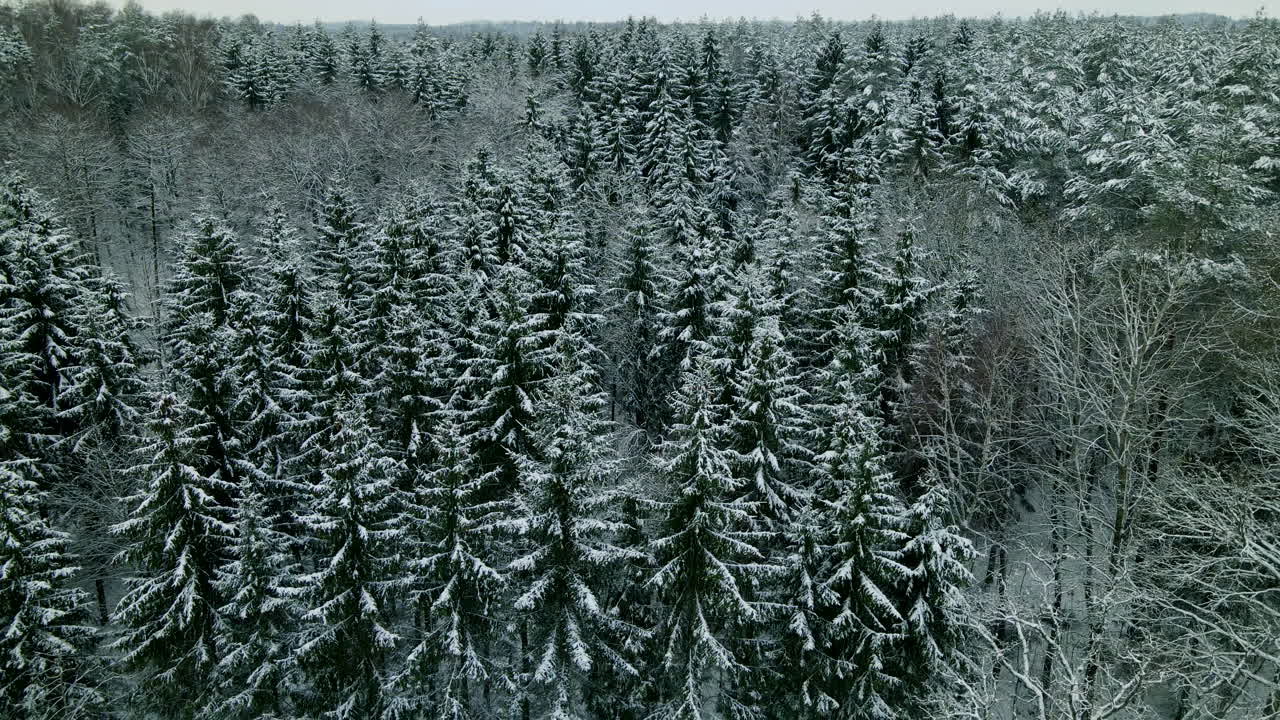 Nåletræsløv dækket med frisk sne om vinteren i Pieszkowo, Polen.