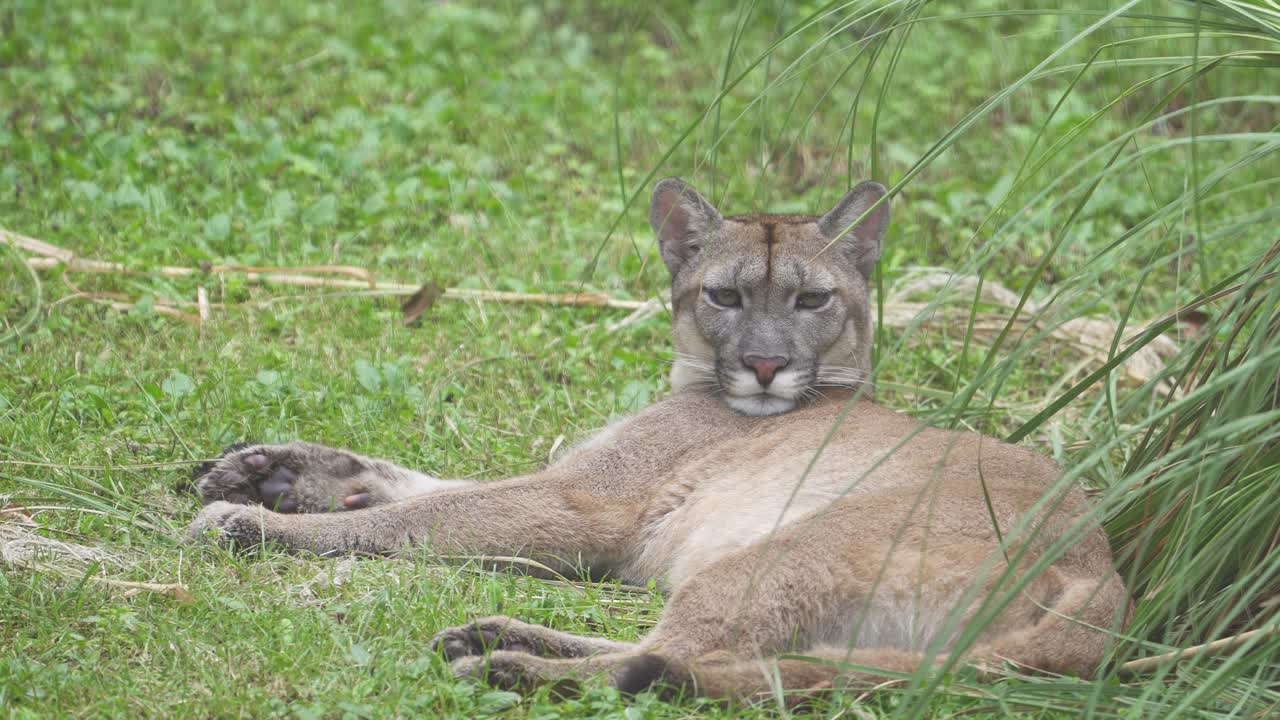 Inquadratura statica di un puma che si addormenta mentre è sdraiato sull'erba.