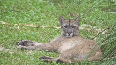 toma estática de un puma quedándose dormido mientras yacía en el pasto.