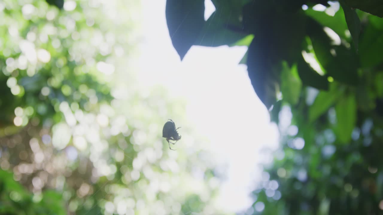 나무 속 에 움직이는 구상 스파이더 의 실루 ⁇   ⁇  이 다음 식사 를 준비 하고 있다