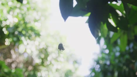 silueta de una araña tejedora de orbe en los árboles moviéndose alrededor preparándose para su próxima comida
