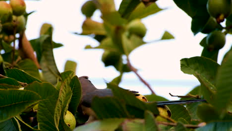 Close-up-telephoto-shot-of-two-red-faced-mousebirds-eating-guavas-in-treetop