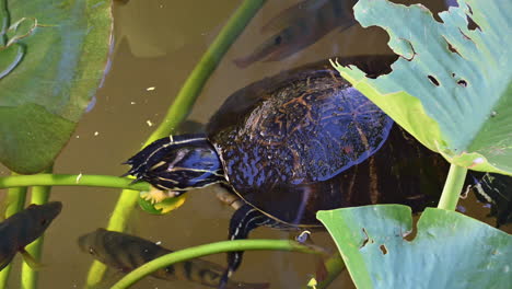 Florida-red-bellied-cooter-or-Florida-redbelly-turtle-bud,-some-fish-underneath-Everglades,-Florida