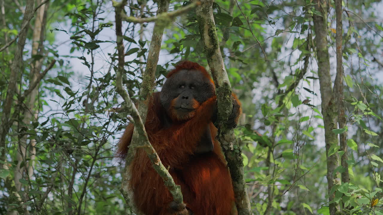 Yağmur Ormanı Ağacında Orangutan