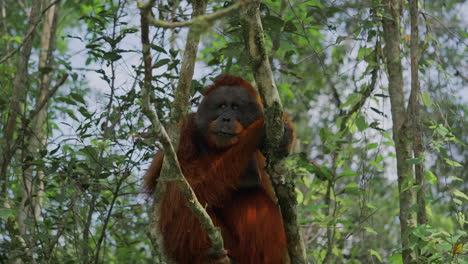 orangutan in a rainforest tree