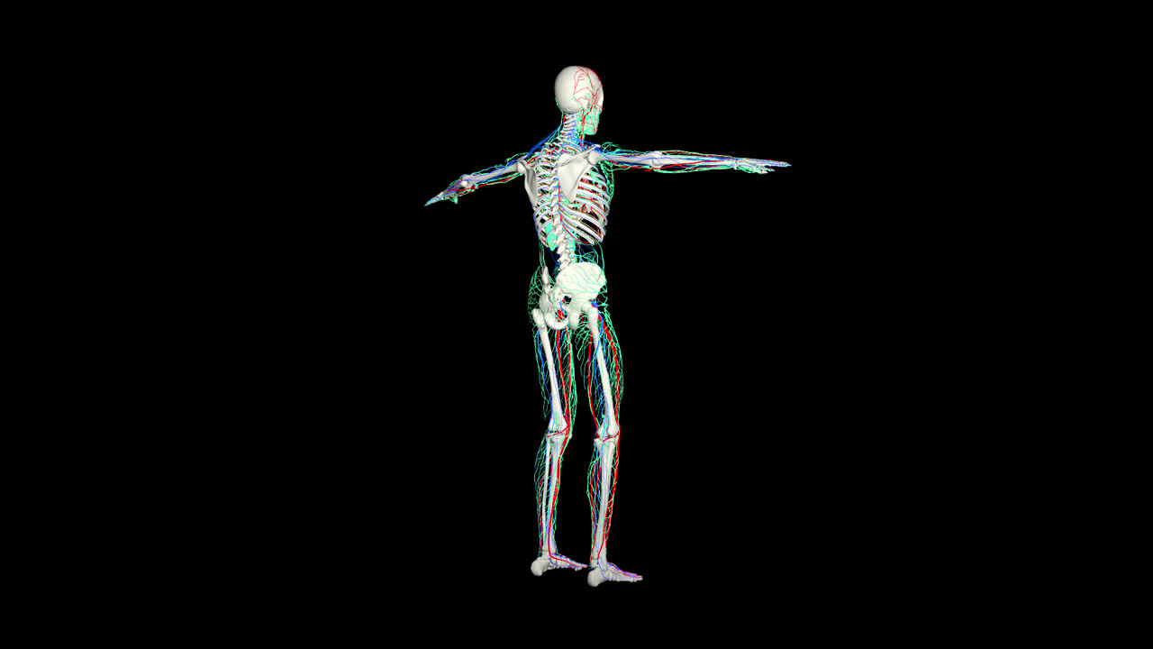Nervous System With Alpha Channel