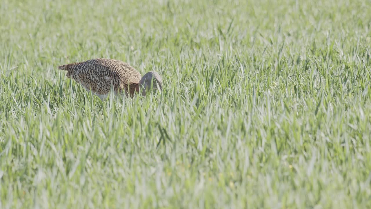A female great bustard eating, in the meadow during the spring breeding season, in La Mancha, Spain
