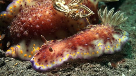 2 nudibranchs chromodoris collingwoodi, the smaller one passing the bigger one, close-up shot on sandy bottom