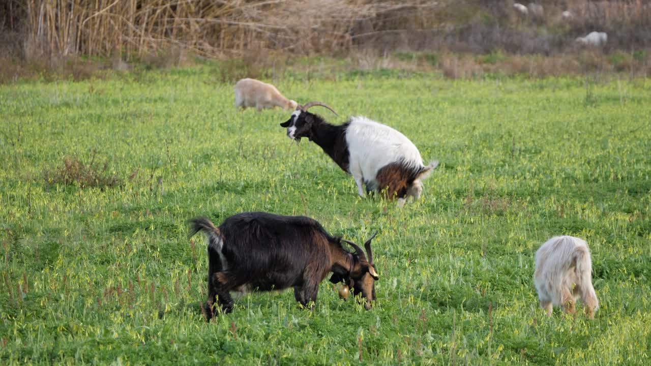 이탈리아 사르데냐에서 방목하는 뿔이 있는 염소와 다른 염소의 슬로우 모션 샷