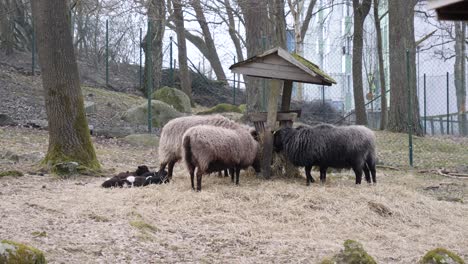 Schafe-Fressen-Aus-Einem-Trog,-Während-Neugeborene-In-Der-Nähe-Liegen
