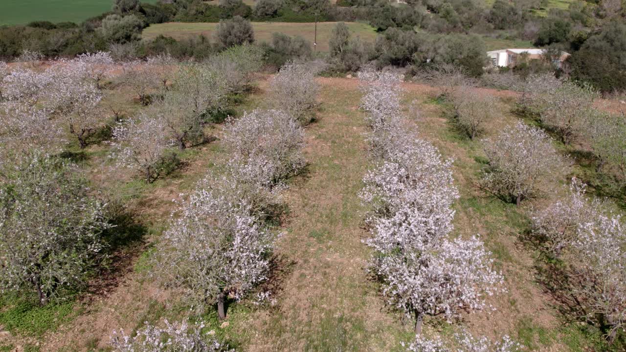 Prato pastorale rosa con pecore, Manacor, Maiorca, Spagna
