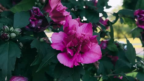 hermosas flores de hibisco rosadas y púrpuras