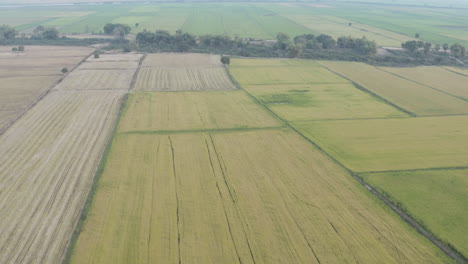 Revelación-Aérea-De-Exuberantes-Campos-De-Arroz-En-Camboya