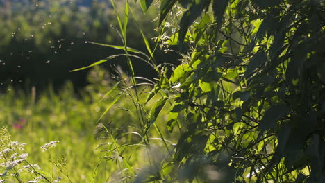 green meadow with plants and trees