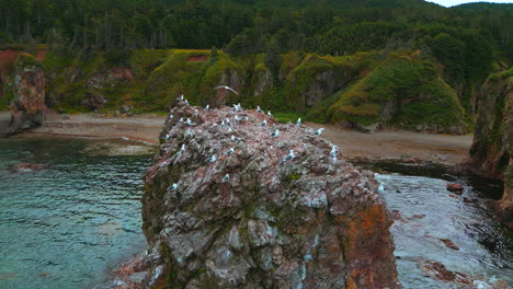 seabirds on a rocky coastline