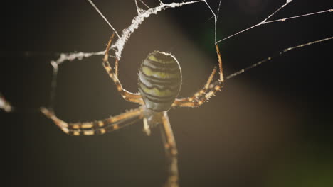 spider on web