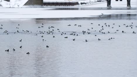 a flock of wild ducks swims in an icy hole in a frozen river