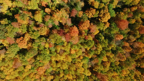 bird's eye drone shot of beautiful vermont foliage during fall