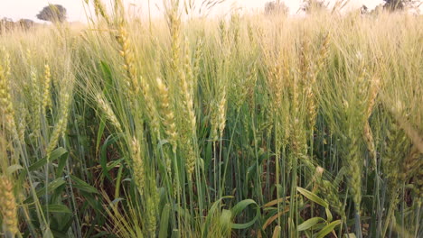 dolly in shot of a wheat crop field in india showing the ripening kernels