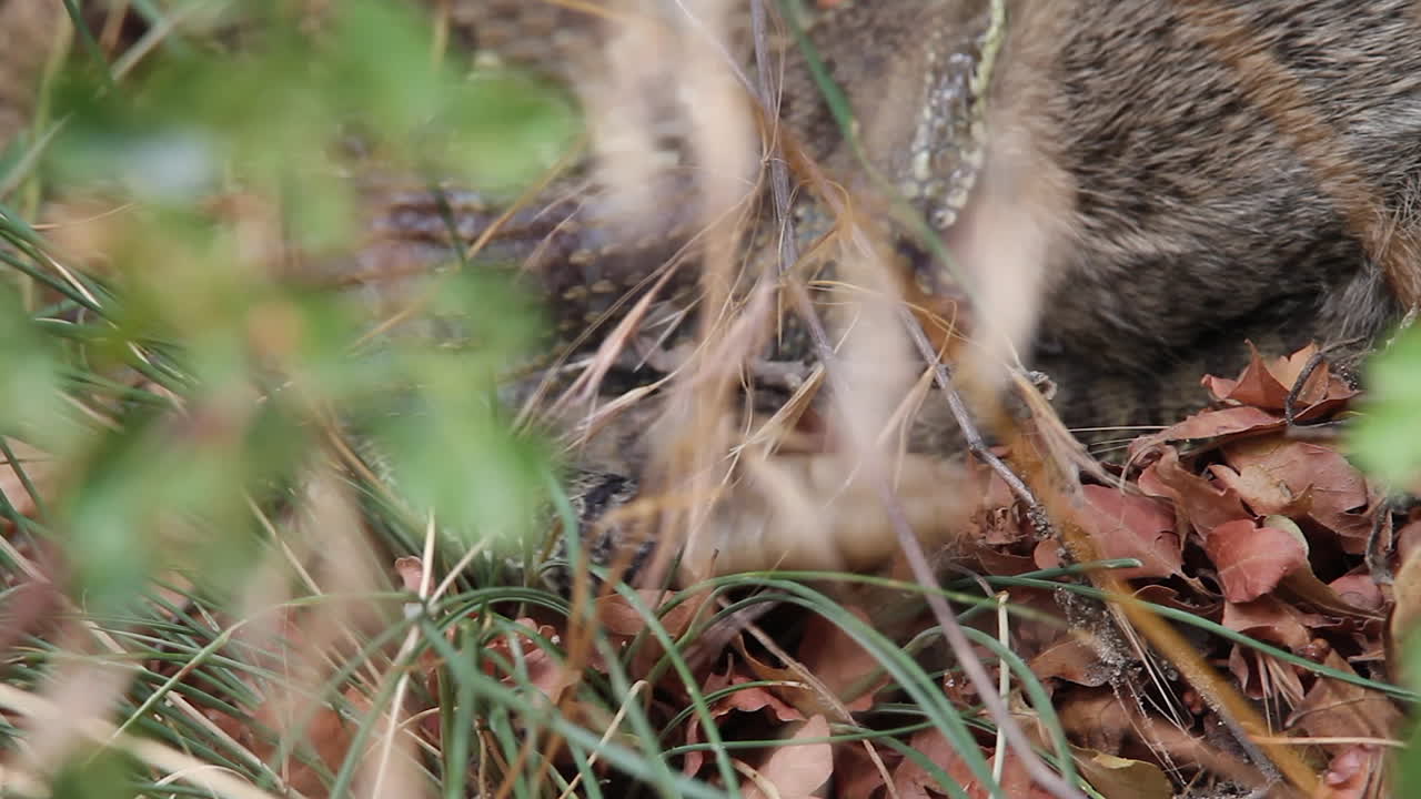 cu: serpiente de cascabel con conejo en las mandíbulas sacude la cola de cascabel en los arbustos