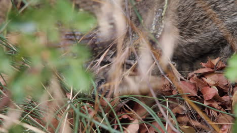 CU:-Rattlesnake-with-rabbit-in-jaws-shakes-rattle-tail-in-shrubbery