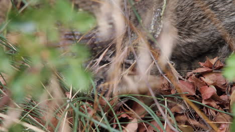 CU: Rattlesnake with rabbit in jaws shakes rattle tail in shrubbery