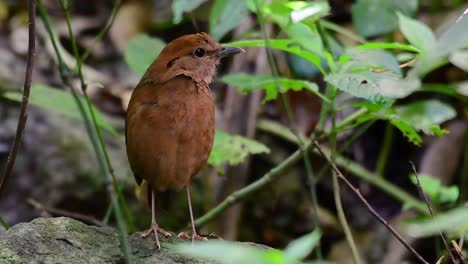 La-Pitta-De-Nuca-Oxidada-Es-Un-Ave-Confiada-Que-Se-Encuentra-En-Hábitats-De-Bosques-Montañosos-De-Gran-Altura,-Hay-Muchos-Lugares-En-Tailandia-Para-Encontrar-Esta-Ave