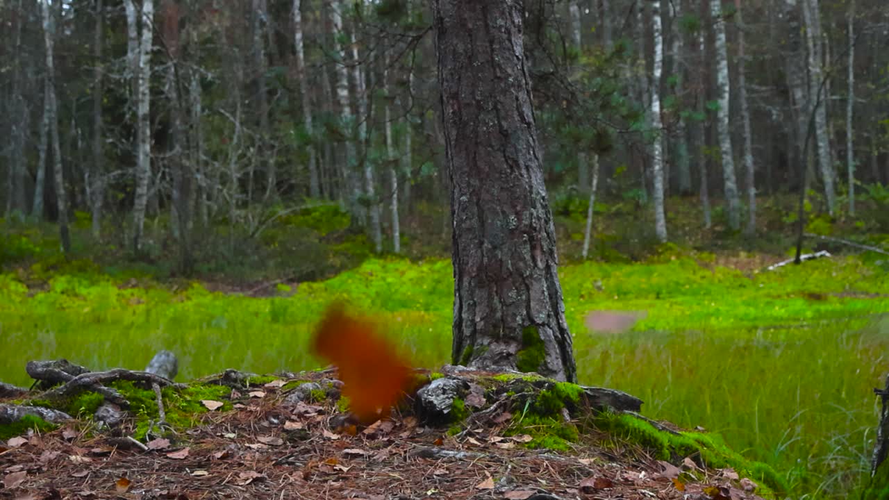 Gorgeous footage of autumn leaves, pine needles and branches falling in slow motion in front of a big pine tree and a scenic reflective lake or a pond that has moss growing on the banks during autumn.