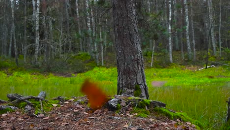 gorgeous footage of autumn leaves, pine needles and branches falling in slow motion in front of a big pine tree and a scenic reflective lake or a pond that has moss growing on the banks during autumn.