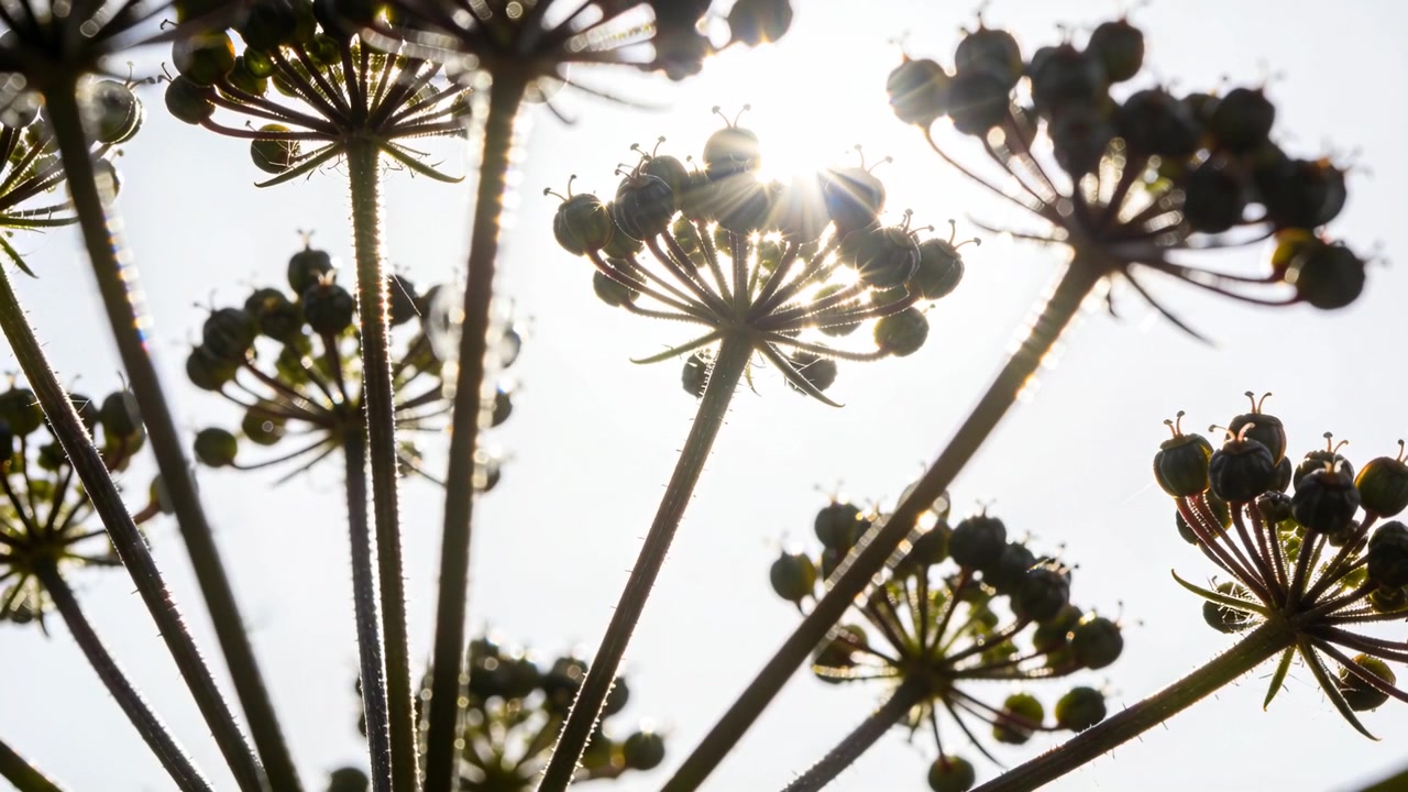 Swaying umbels against sky catching shifting sun, sun movement making rim light and flare