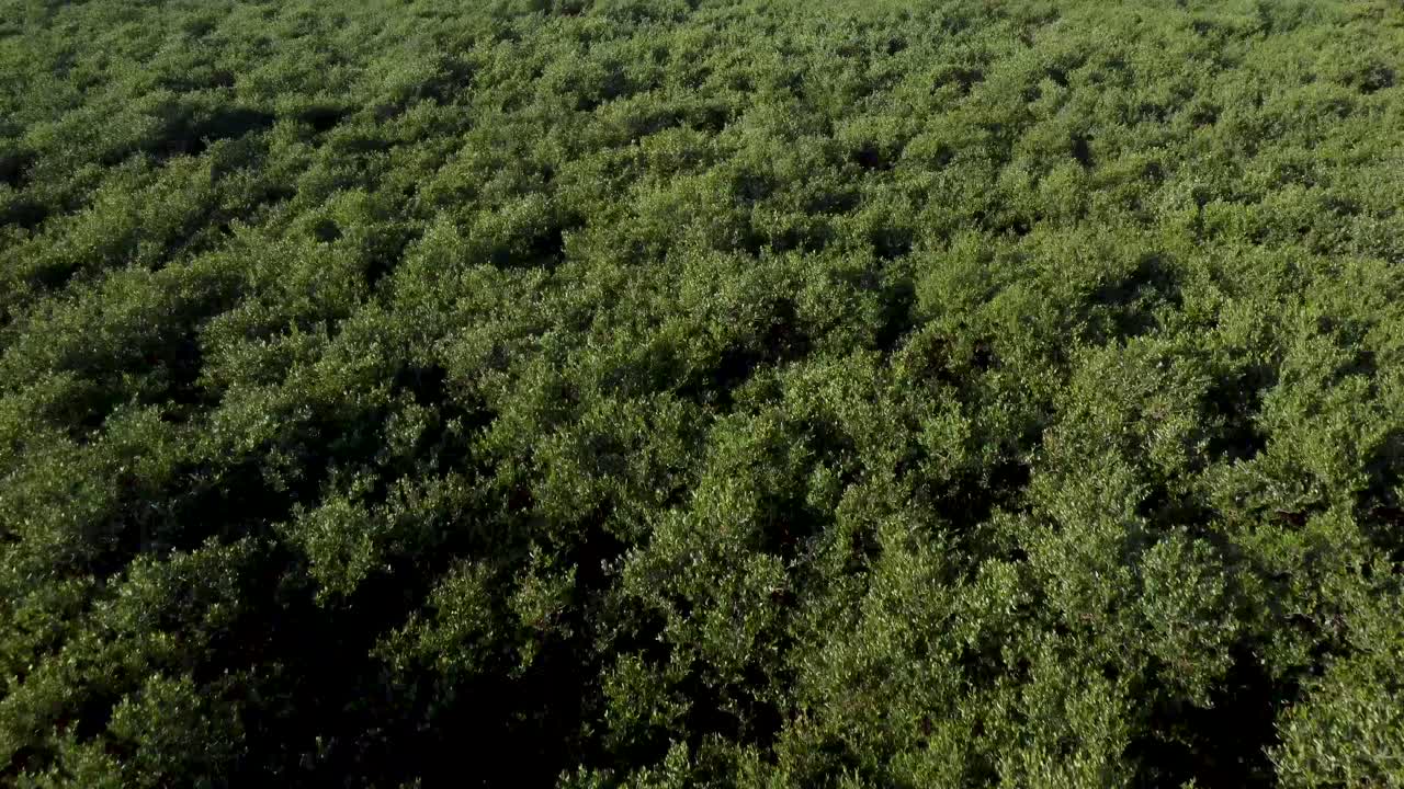 Green and vibrant meadow landscape with swamp elements, aerial drone view