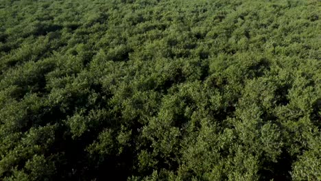 Green-and-vibrant-meadow-landscape-with-swamp-elements,-aerial-drone-view