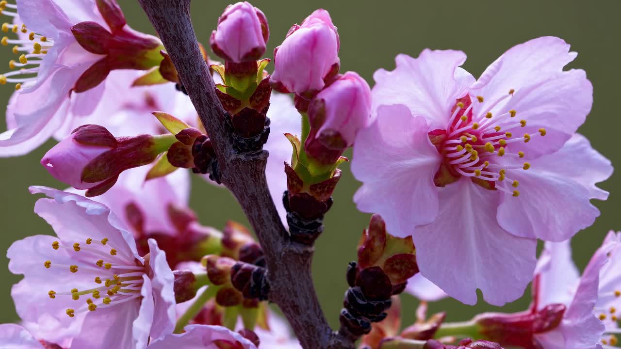Close-upvideo van kersenbloesems in volle bloei, met delicate roze bloemblaadjes en knoppen