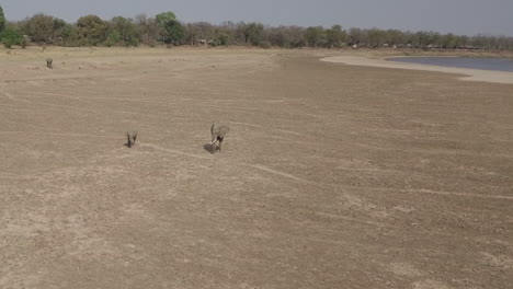 Long-orbiting-aerial-of-African-Elephant-and-her-calf-by-Lupande-River