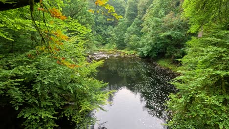 calm lake surrounded by lush green forest