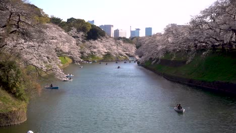 calm afternoon in tokyo with row boats at chidorigafuchi moat during sakura