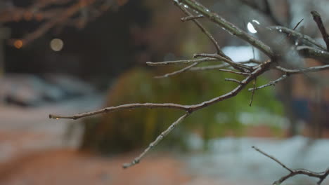 frosted tree branch near residential building illuminated by soft light, surrounded by blurred vibrant green leaves and red berries, with distant parked car covered in snow under evening sky