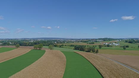 Eine-Luftaufnahme-Von-Reihen-Von-Maisfeldern,-Die-Darauf-Warten,-An-Einem-Sonnigen-Herbsttag-Inmitten-Von-Luzernefeldern-Geerntet-Zu-Werden