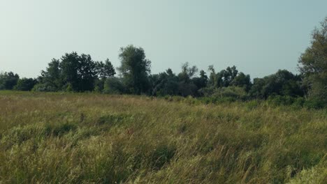 drone flies above dry grass field with distant tree line near Sava River valley in Zagreb