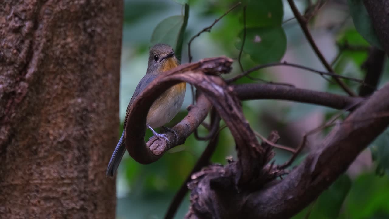 la cámara se desliza hacia la izquierda mientras se aleja revelando este pájaro encaramado en una vid retorcida, el cazamos moscas azul indochino cyornis sumatrensis hembra, tailandia