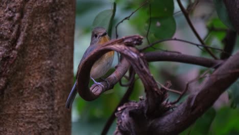 camera slides to the left while its zooms out revealing this bird perched on a twisted vine, indochinese blue flycatcher cyornis sumatrensis female, thailand